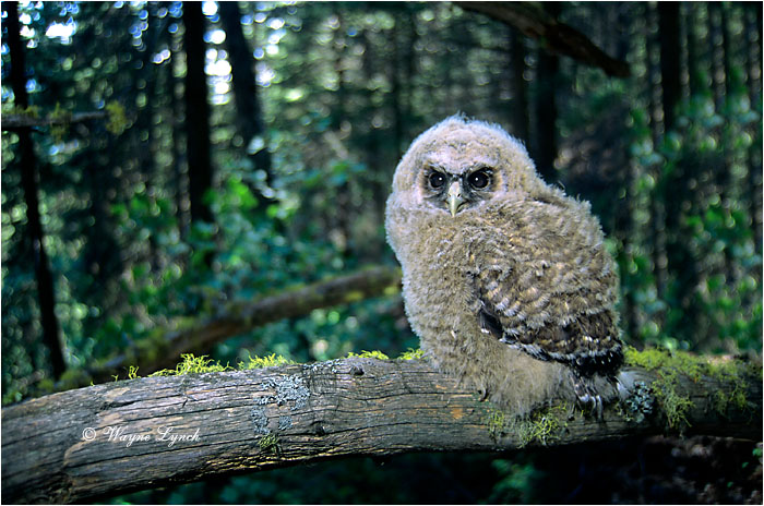 Northern Spotted Owl Chick 115 by Dr. Wayne Lynch &copy;
